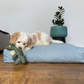 Dog Beds Indoor Dogs Large, Faux Fur Dog Beds Medium